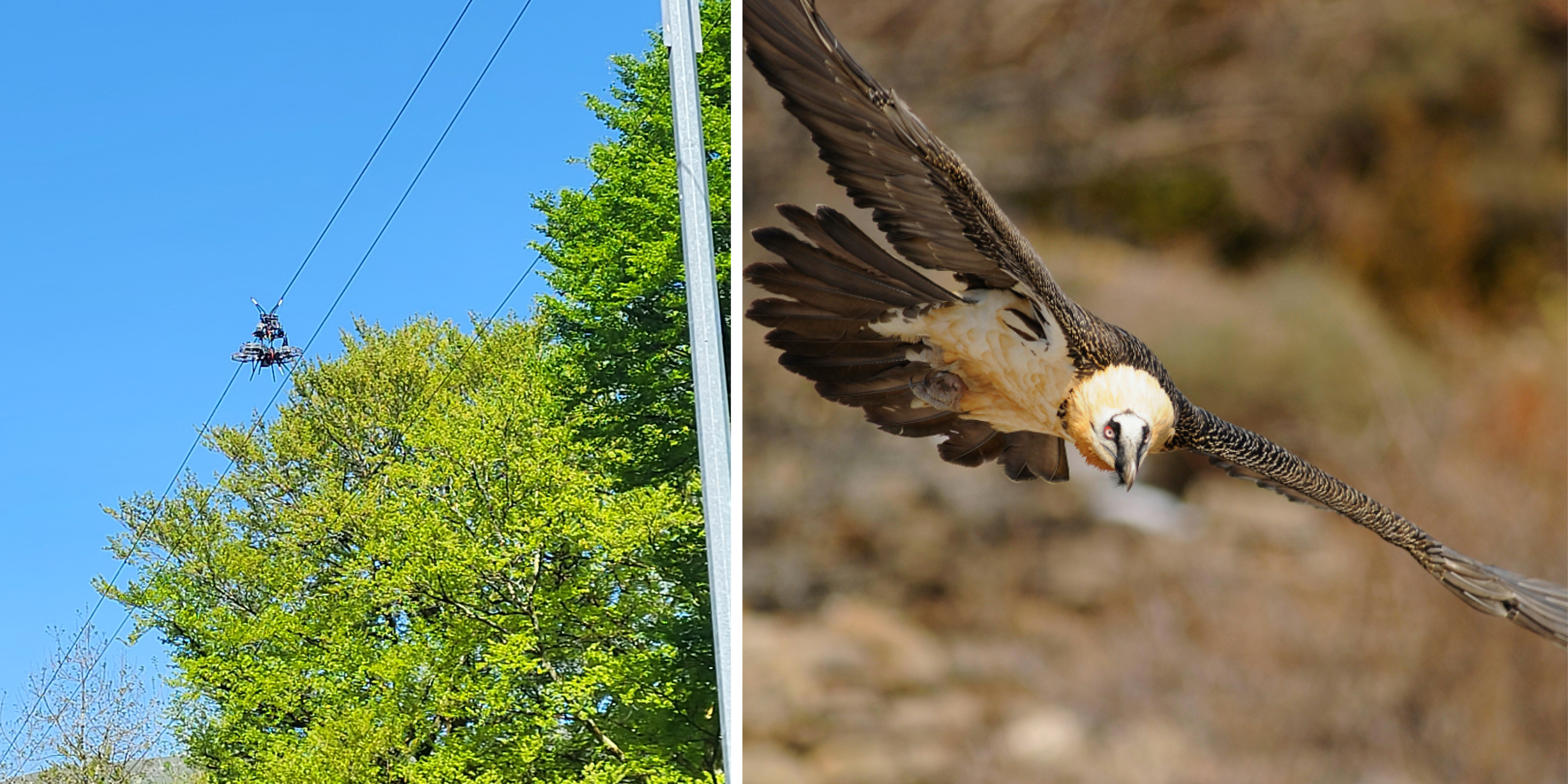Lignes électriques et avifaune : protéger les oiseaux dans les Pyrénées-Atlantiques